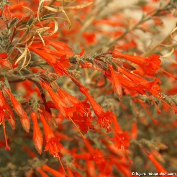 Zauschneria californica