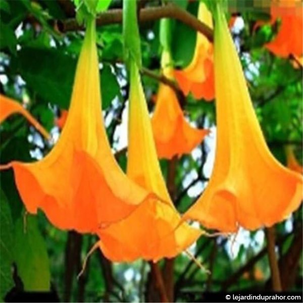 datura orange