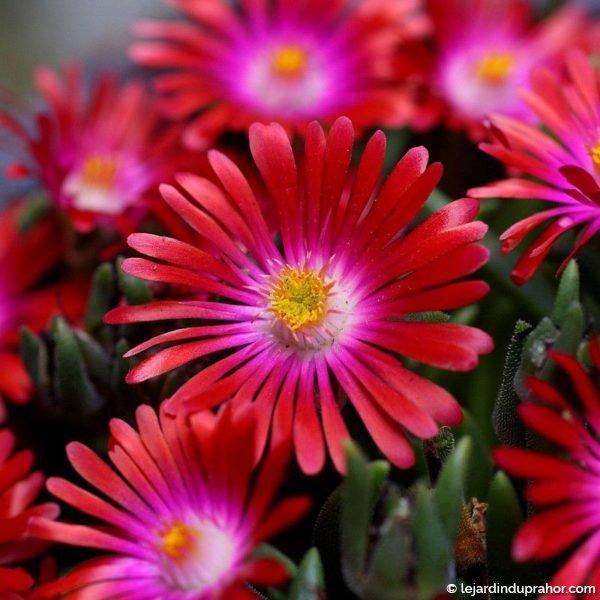 delosperma rouge