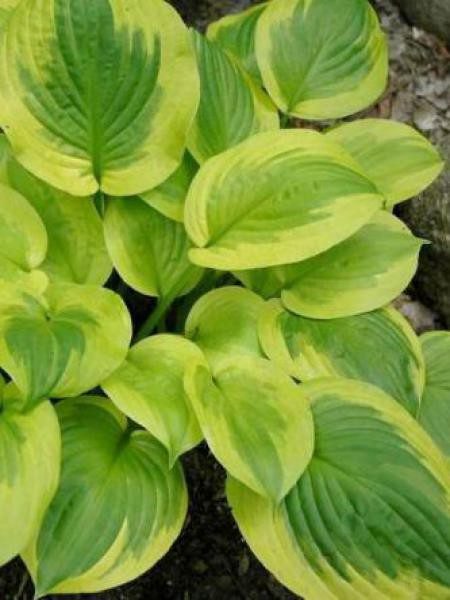 hosta Summer Breeze