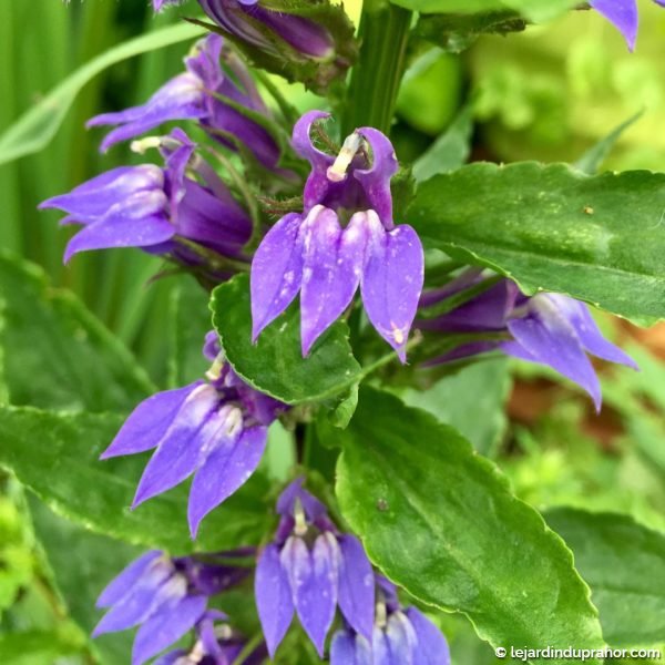 lobelia cardinalis yphilitica