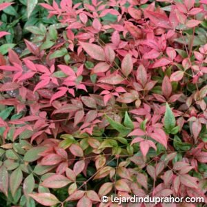 Nandina Domestica " Obsessed Seika "