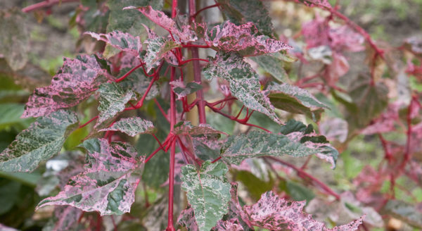 Acer Conspicuum Red Flamingo
