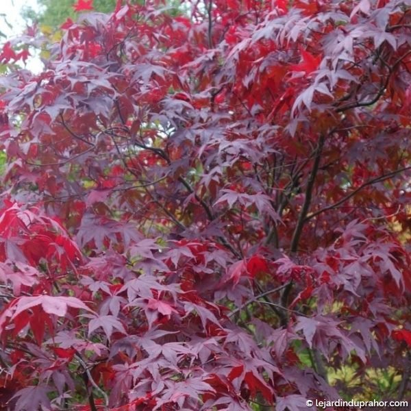 Acer Palmatum Atropurpureum