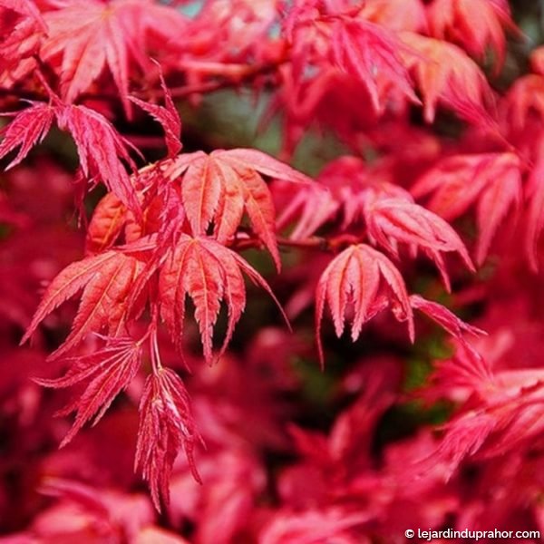 Acer Palmatum Beni -maiko