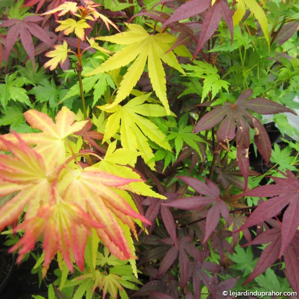 Acer Palmatum festival