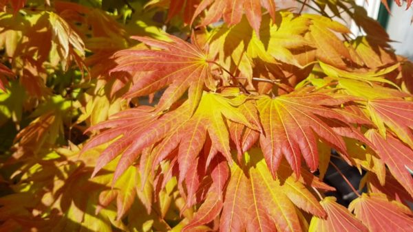 Acer Shirasawanum Moonrise