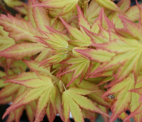 acer palmatum orange dream