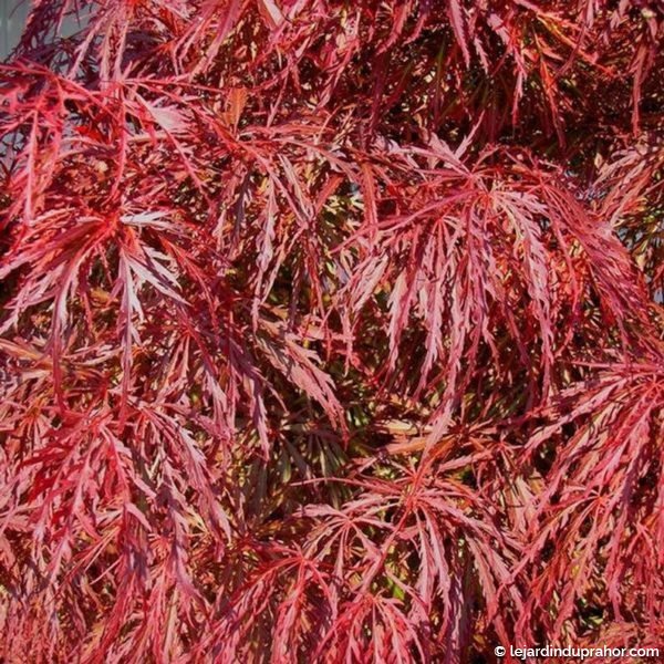 Acer Dissectum Crimson Queen