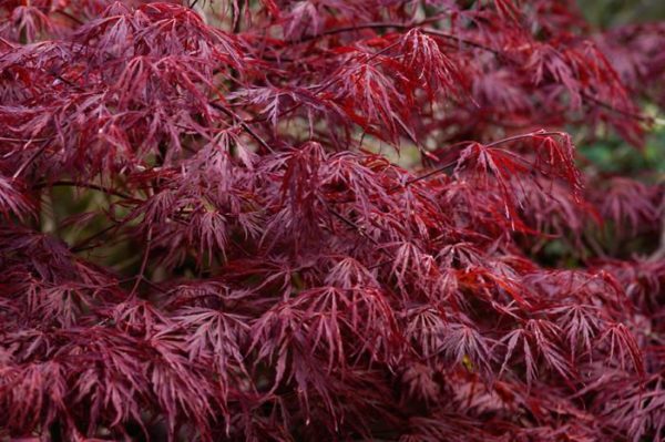 ACER PALMATUM DISSECTUM