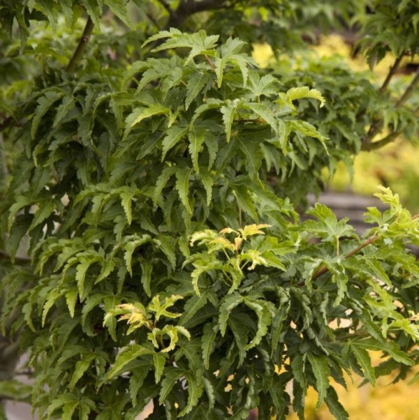 Acer Palmatum Shishigashira