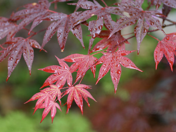 Acer Palmatum Yezo Nishiki