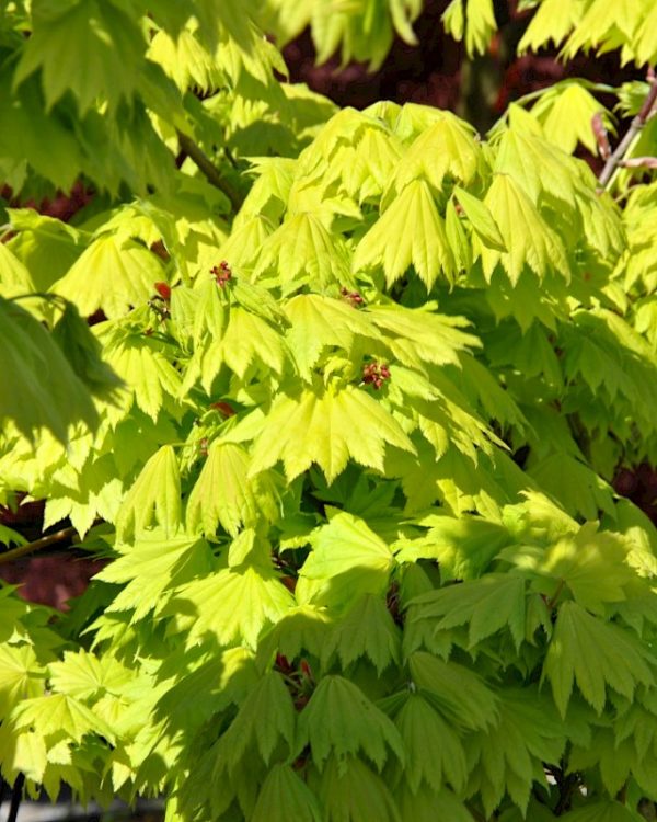 Acer shirasawanum Aureum