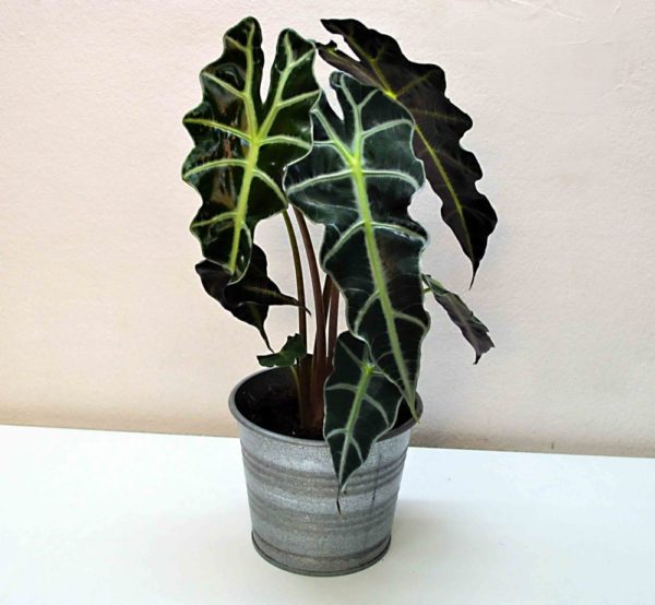 alocasia-polly