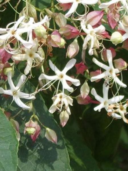 CLERODENDRON TRICHOTOMUM