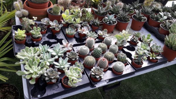Succulente