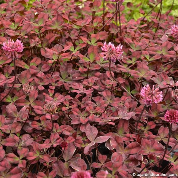 TRIFOLIUM ANGEL CLOVER BEAUTY