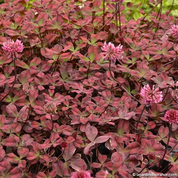 TRIFOLIUM ANGEL CLOVER BEAUTY