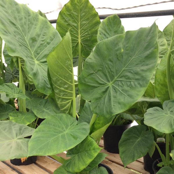 alocasia calidora