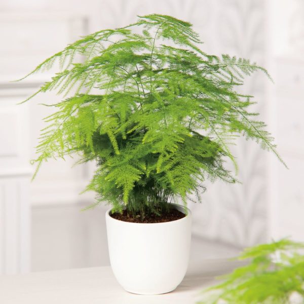 asparagus plumosus