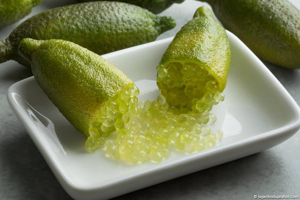 Citron Caviar Jaune - Le Jardin du Prahor