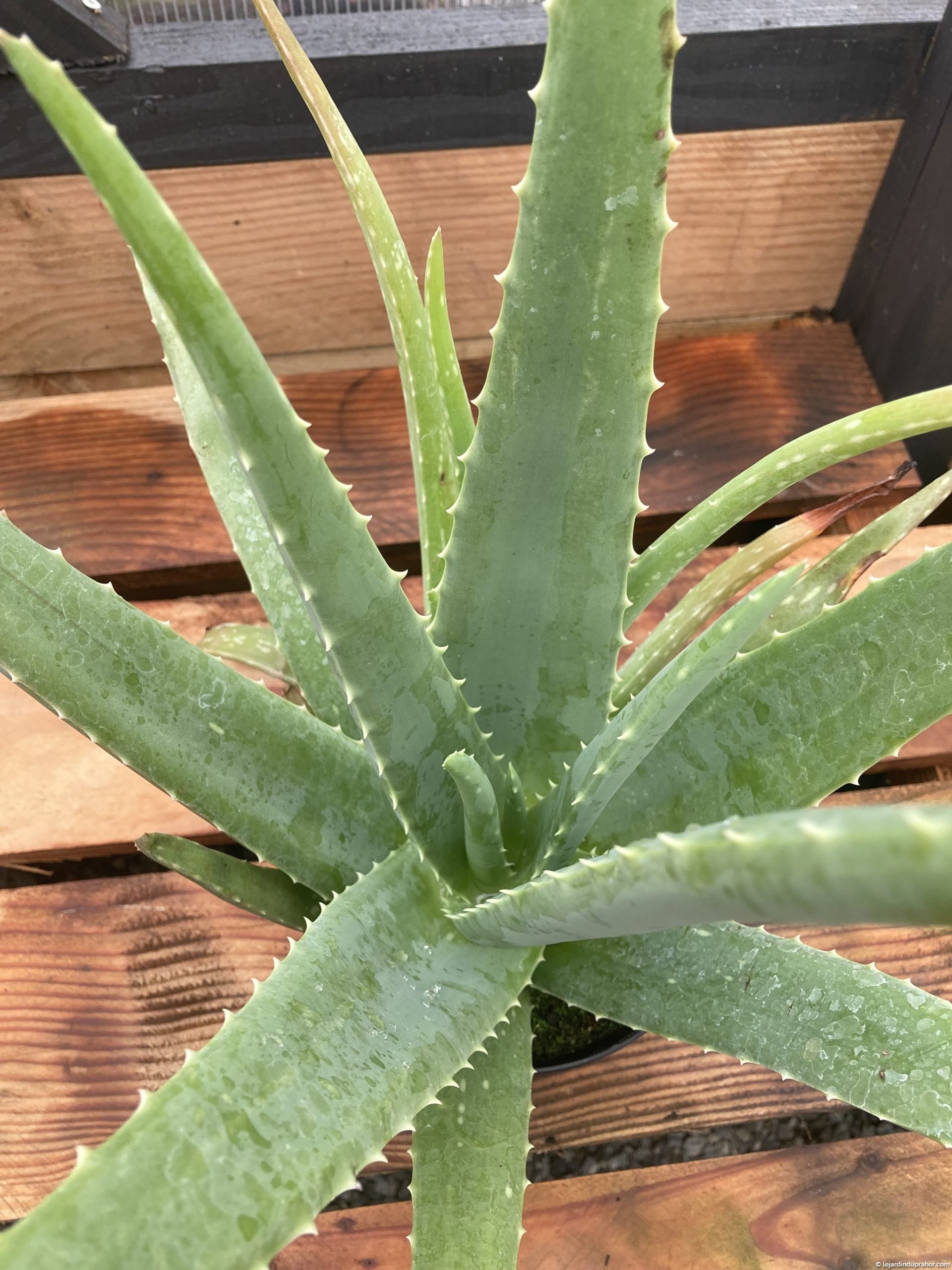 Plante d'intérieur Aloès Vera – Jardinerie Fortier