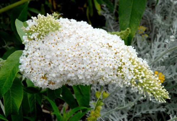 buddleia davidii white profusion