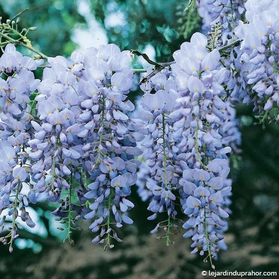 WISTERIA sinensis bleue / GLYCINE DE CHINE BLEUE