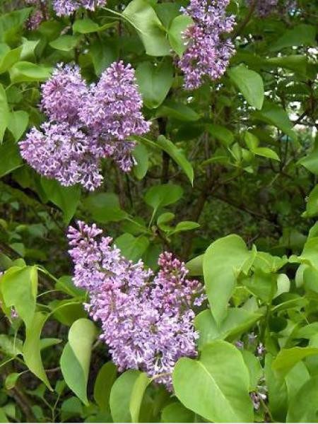 lilas