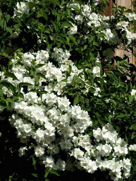 seringat-minnesota-snowflake-