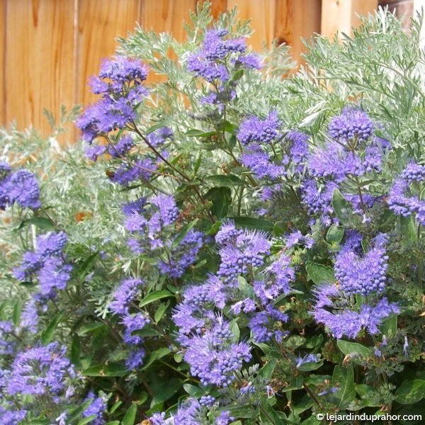 Caryopteris-x-clandonensis-Heavenly-Blue-