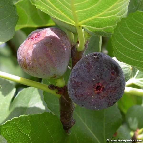 Figuier-Madeleine-desdeux-Saisons-