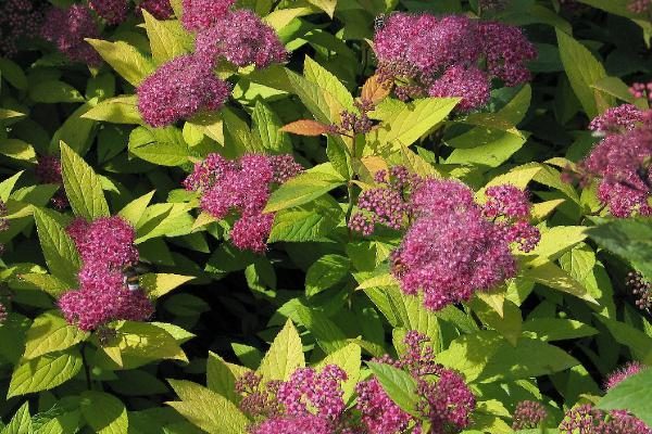 Spiraea_japonica_Goldflame_