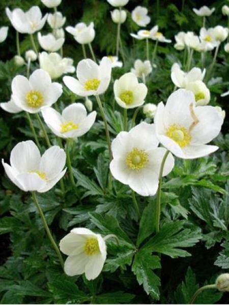 anemone-sylvestris