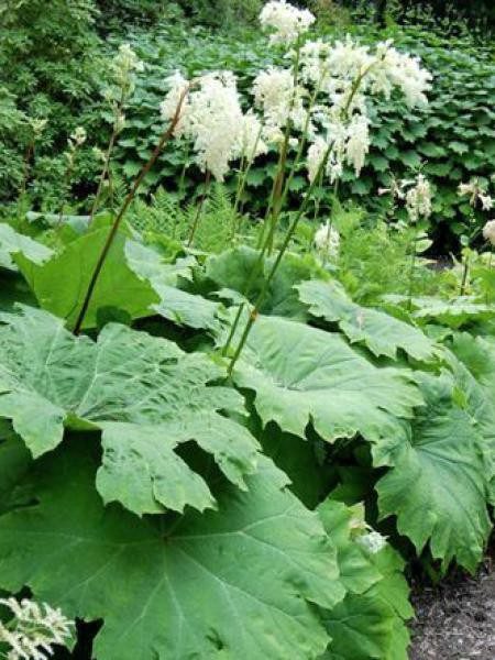 astilboides-tabularis