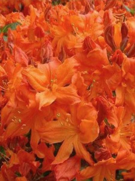 azalee-japonaise-orange-