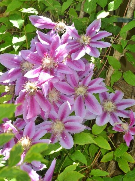 clematite-dr-ruppel-