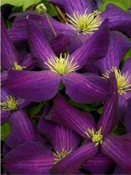 clematite-jackmanii