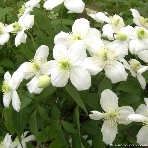 clematite-montana-grandiflora