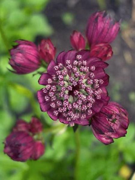 astrantia -major-lars