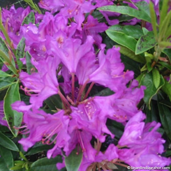 rhododendron-ponticum