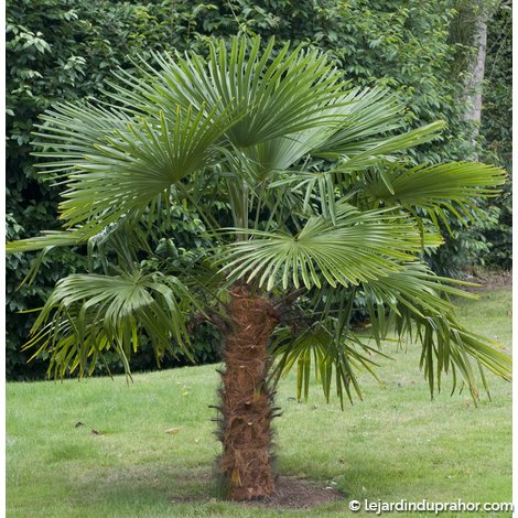 TRACHYCARPUS fortunei / PALMIER