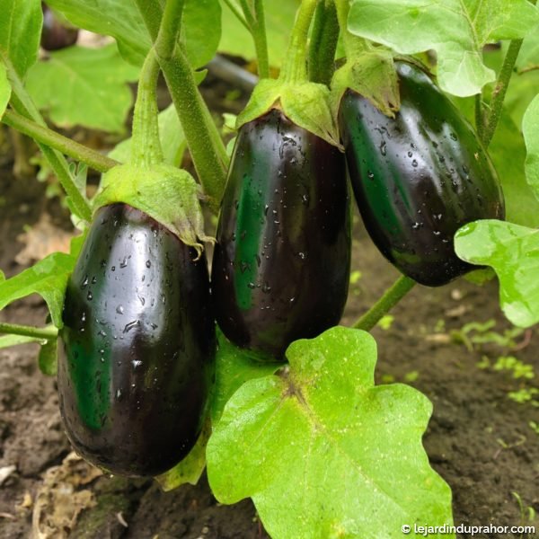 Aubergine-Bonica