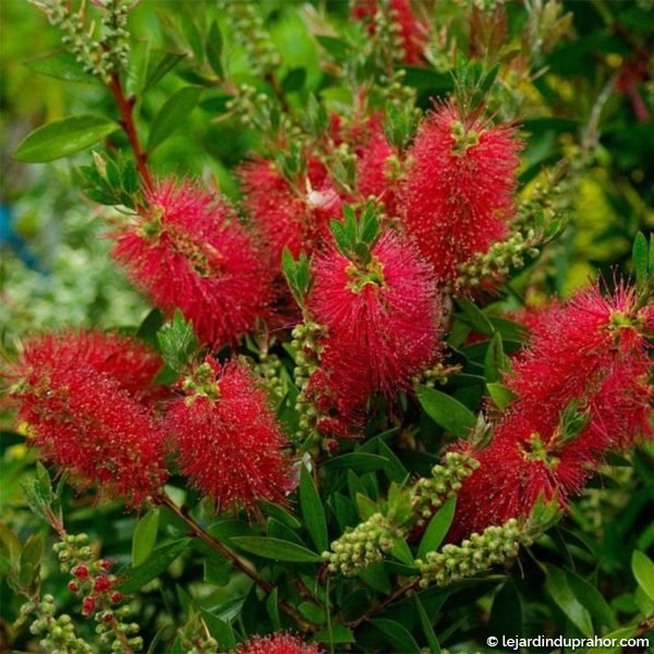 Callistemon-laevis