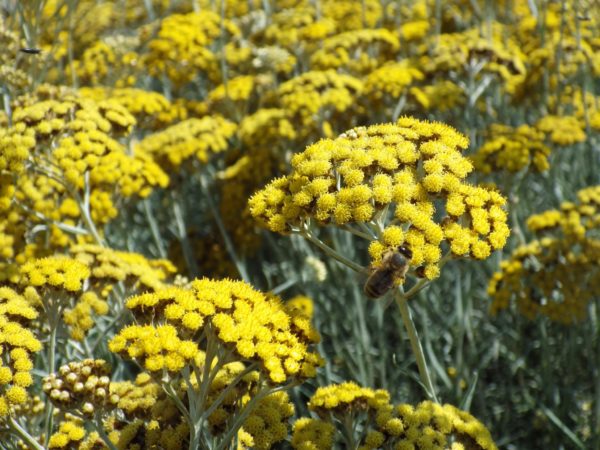 Helichrysum-italicum