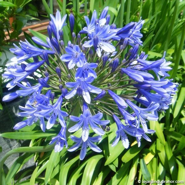 agapanthus_blue_triumphator_-_agapanthe_bleu_ciel_-_fleur