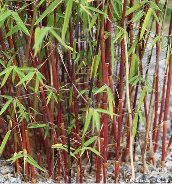 bambou-fargesia-asian-wonder