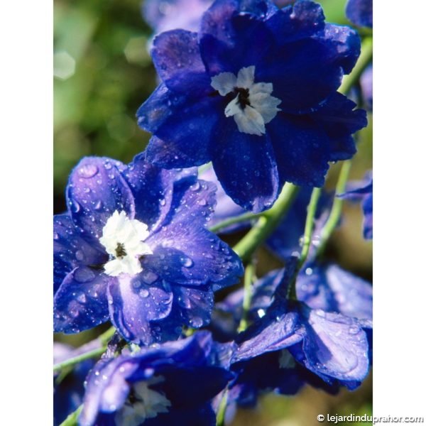 delphinium-bleu-oeil-blanc