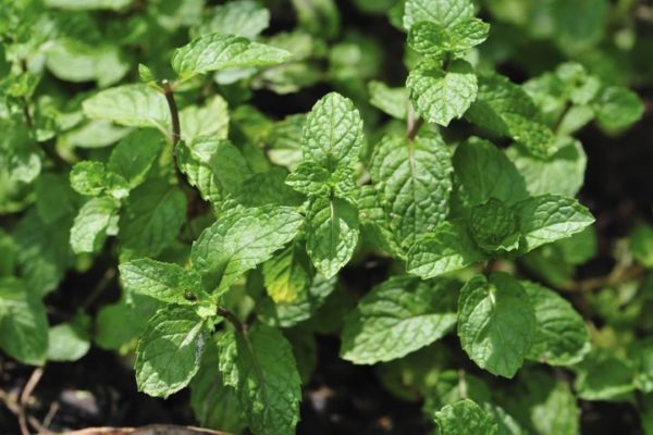 menthe poivree