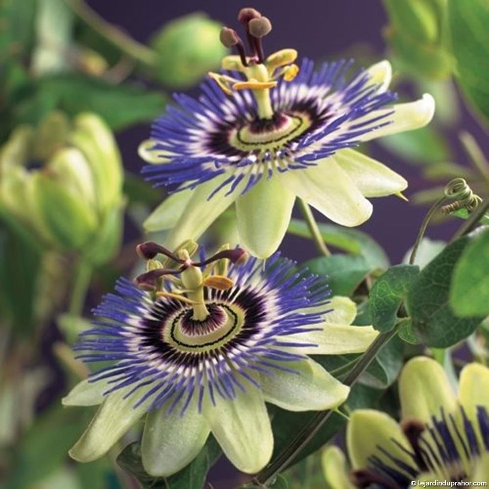 Passiflore bleue, Fleur de la passion - Passiflora caerulea